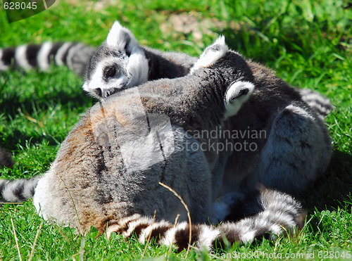 Image of Ring-tailed Lemur (Lemur catta)