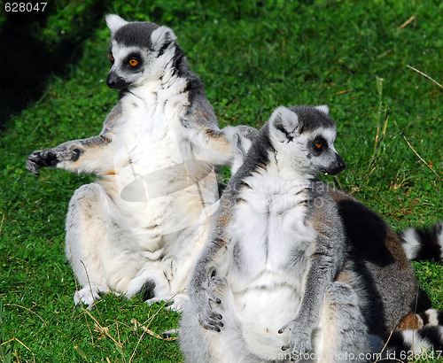 Image of Ring-tailed Lemur (Lemur catta)