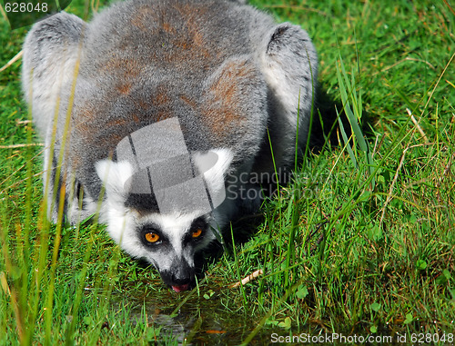 Image of Ring-tailed Lemur (Lemur catta)