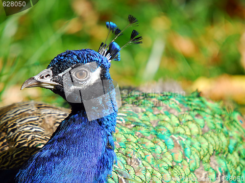 Image of Indian Peafowl (Pavo cristatus)