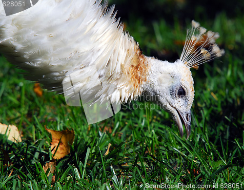 Image of Indian Peafowl (Pavo cristatus)