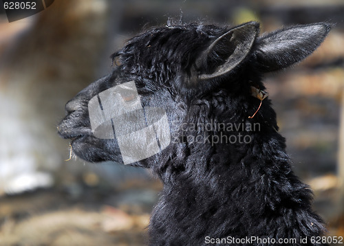 Image of Black Llama