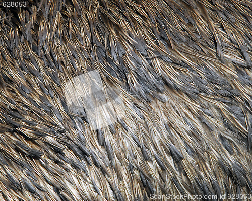 Image of Feathers texture