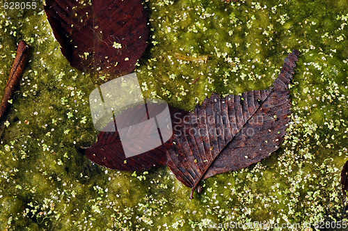 Image of Autumn's leaves