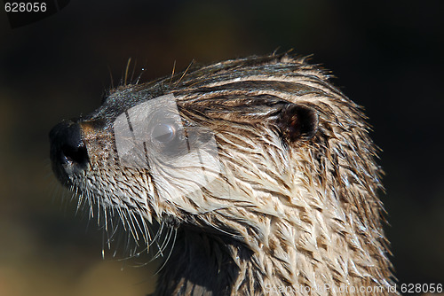 Image of Northern River Otter (Lontra canadensis)