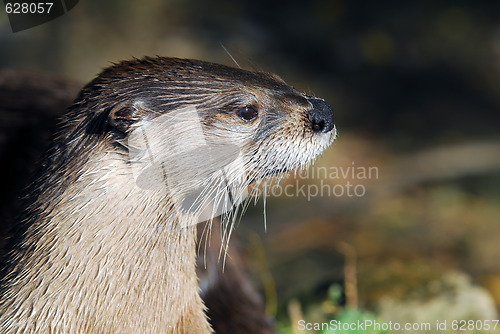 Image of Northern River Otter (Lontra canadensis)