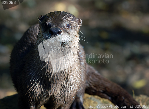 Image of Northern River Otter (Lontra canadensis)