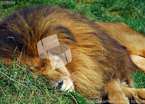 Image of Lion