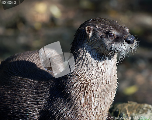 Image of Northern River Otter (Lontra canadensis)