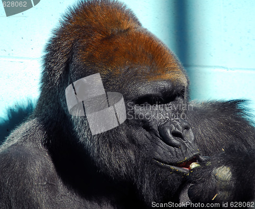 Image of Gorilla