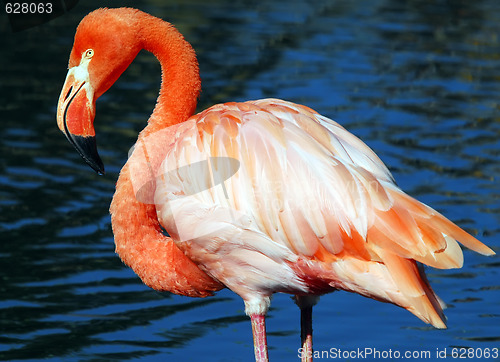 Image of Pink Flamongo