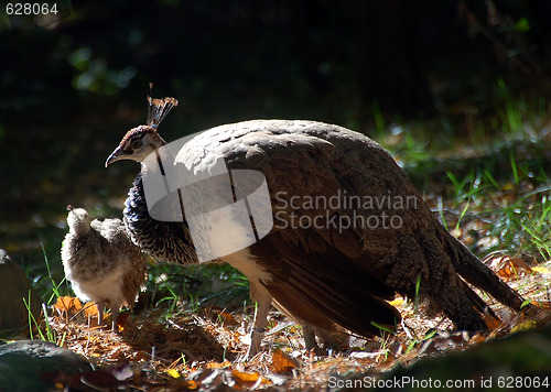 Image of Pea Fowl