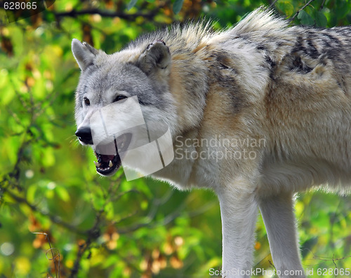 Image of Gray Wolf