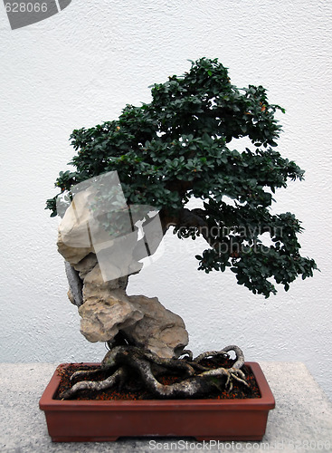 Image of Bonsai