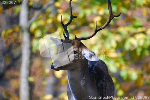 Image of Fallow deer