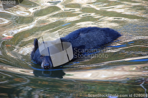 Image of Balck Bear swimming