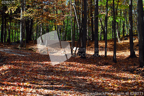 Image of Forest in Fall
