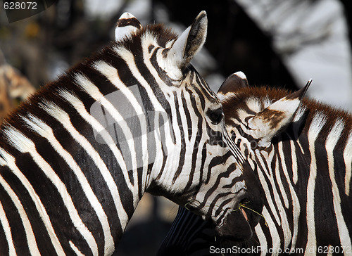 Image of Plains Zebra (Equus quagga)