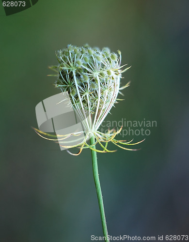 Image of Wild Plant