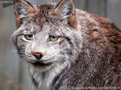 Image of Canadian Lynx (Lynx canadensis)