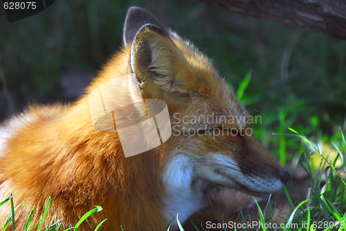 Image of Red Fox (Vulpes vulpes)