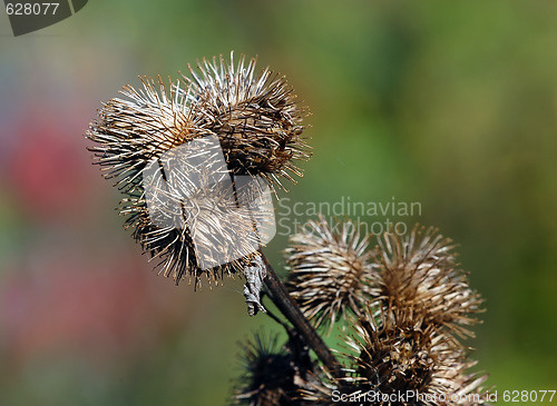 Image of Wild Plant Macro