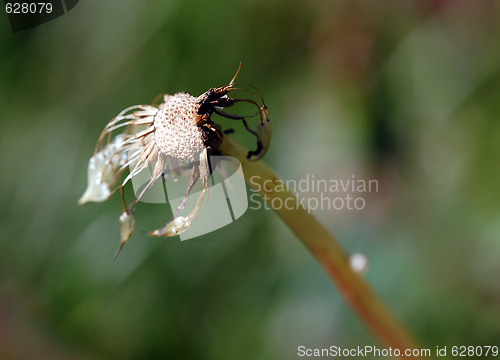 Image of Wild Plant Macro