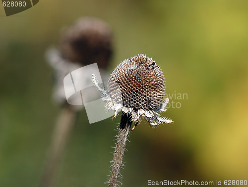 Image of Wild Plant Macro