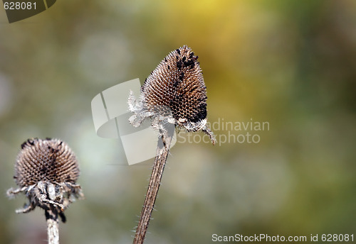 Image of Wild Plant Macro