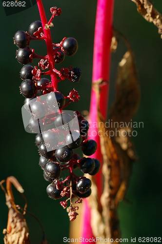 Image of Wild Plant Macro
