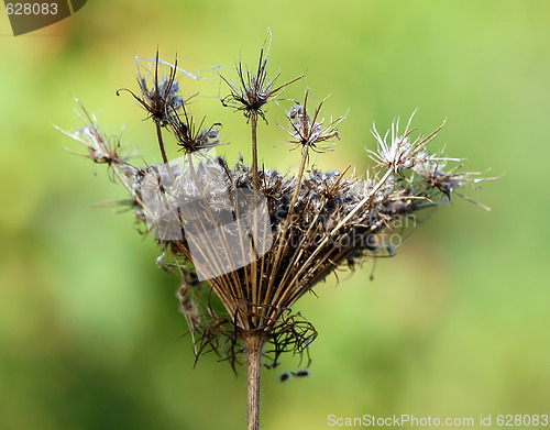 Image of Wild Plant Macro