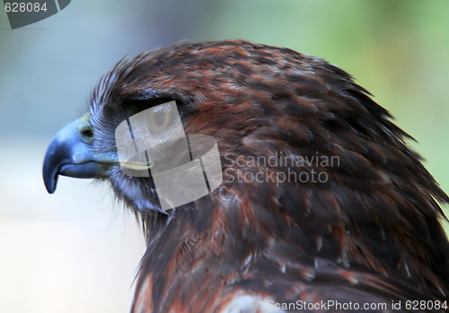 Image of Goshawk (Accipiter gentilis)