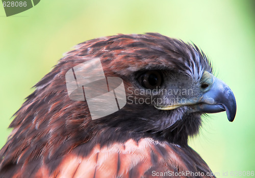 Image of Goshawk (Accipiter gentilis)