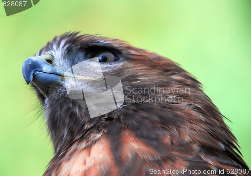 Image of Goshawk (Accipiter gentilis)