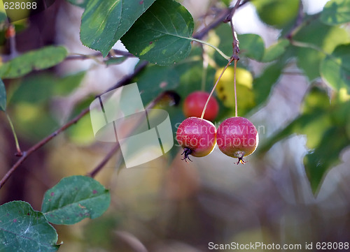 Image of Wild Apples