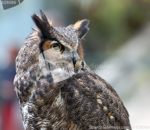 Image of Spotted Eagle Owl (Bubo africanus)