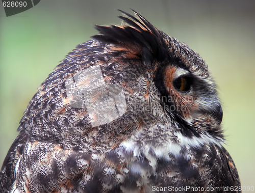 Image of Spotted Eagle Owl (Bubo africanus)