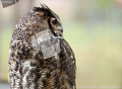 Image of Spotted Eagle Owl (Bubo africanus)