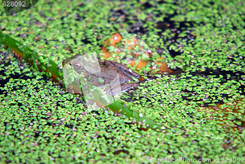 Image of Frog in pond