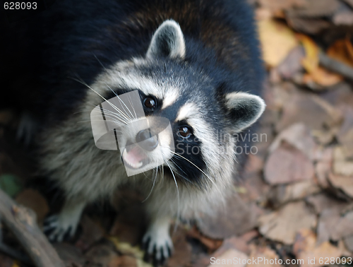 Image of Raccoon (Procyon lotor)