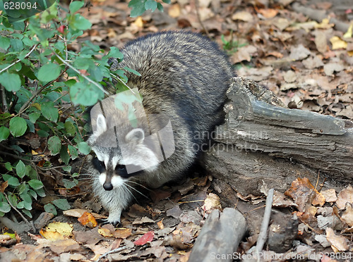 Image of Raccoon (Procyon lotor)