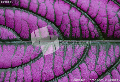 Image of Purple leaf