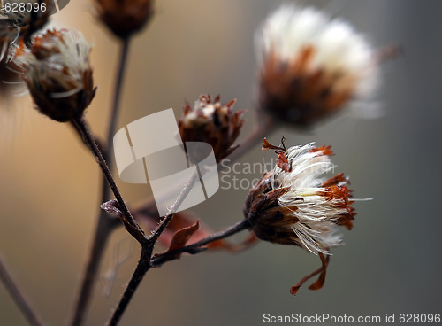 Image of Wild Plant Macro