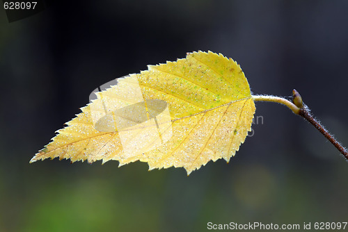 Image of Yellow Leaf Macro