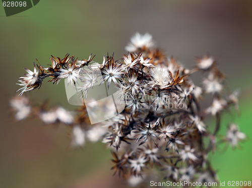 Image of Wild Plant Macro
