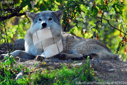 Image of Gray wolf (Canis lupus)
