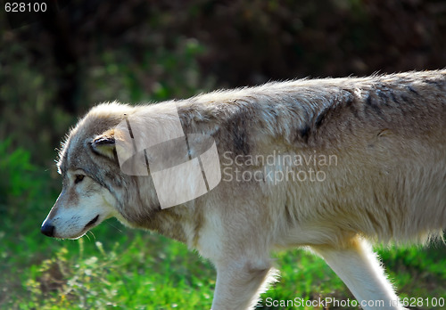 Image of Gray wolf (Canis lupus)