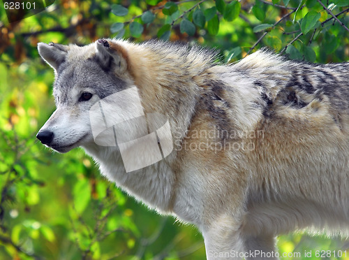 Image of Gray wolf (Canis lupus)