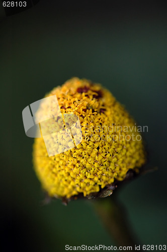 Image of Wild Plant
