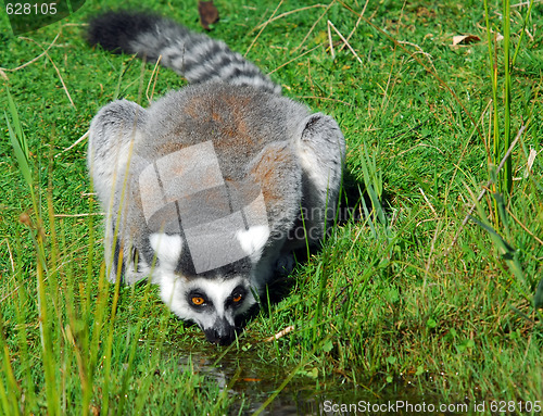 Image of Ring-tailed Lemur (Lemur catta)